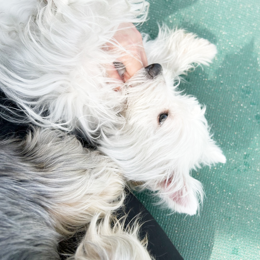 生徒が撮影したモデル犬♪②